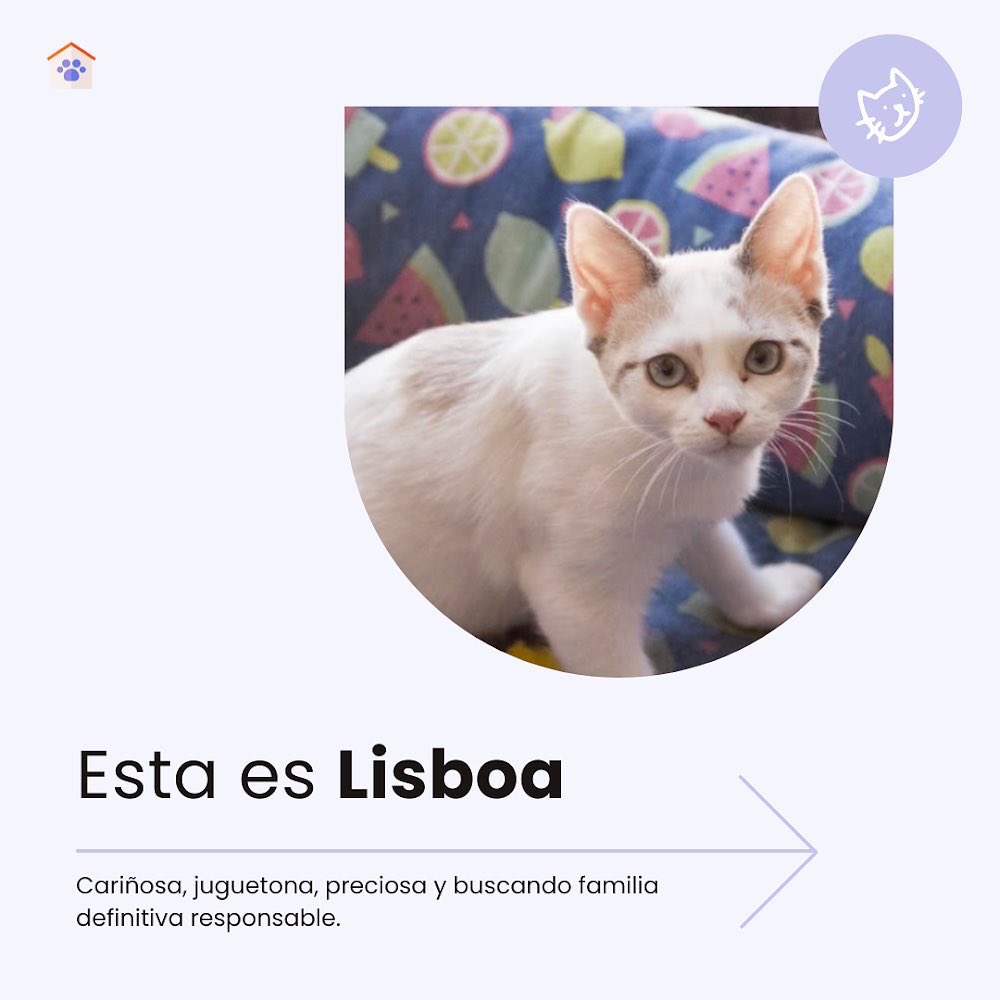 KlygoApp ES tweet media