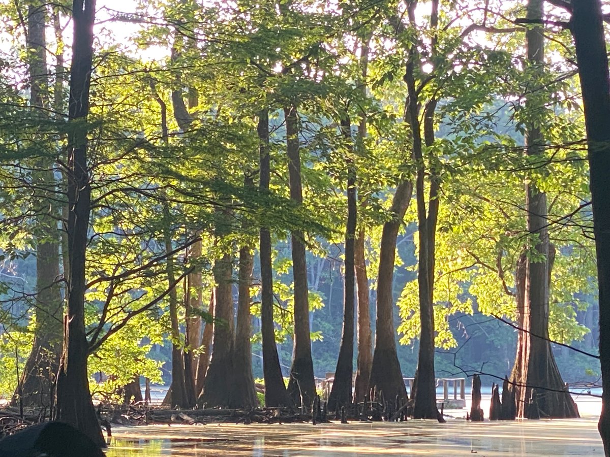 Duck Farm (@deadmallard) on Twitter photo 