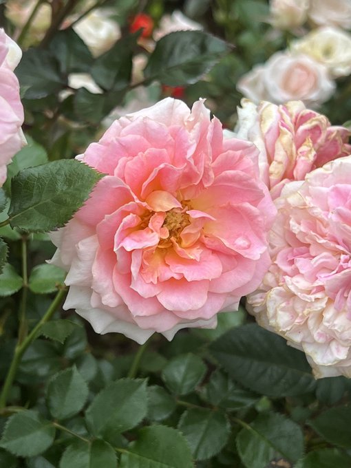 Ladyのtwitterイラスト検索結果