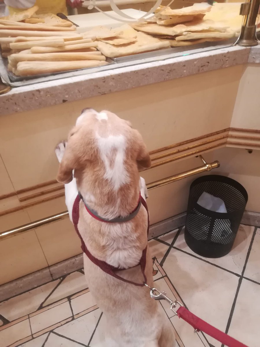 Something for me?! #beagle #Lucythebeagle #dog #dogs #beagles #doginthebakery #bakery