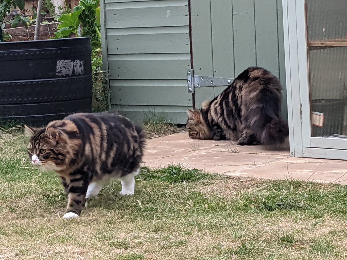 Evening garden patrol, check! #CatsOfTwitter #AdoptDontShop #pawtrol #punkwatch