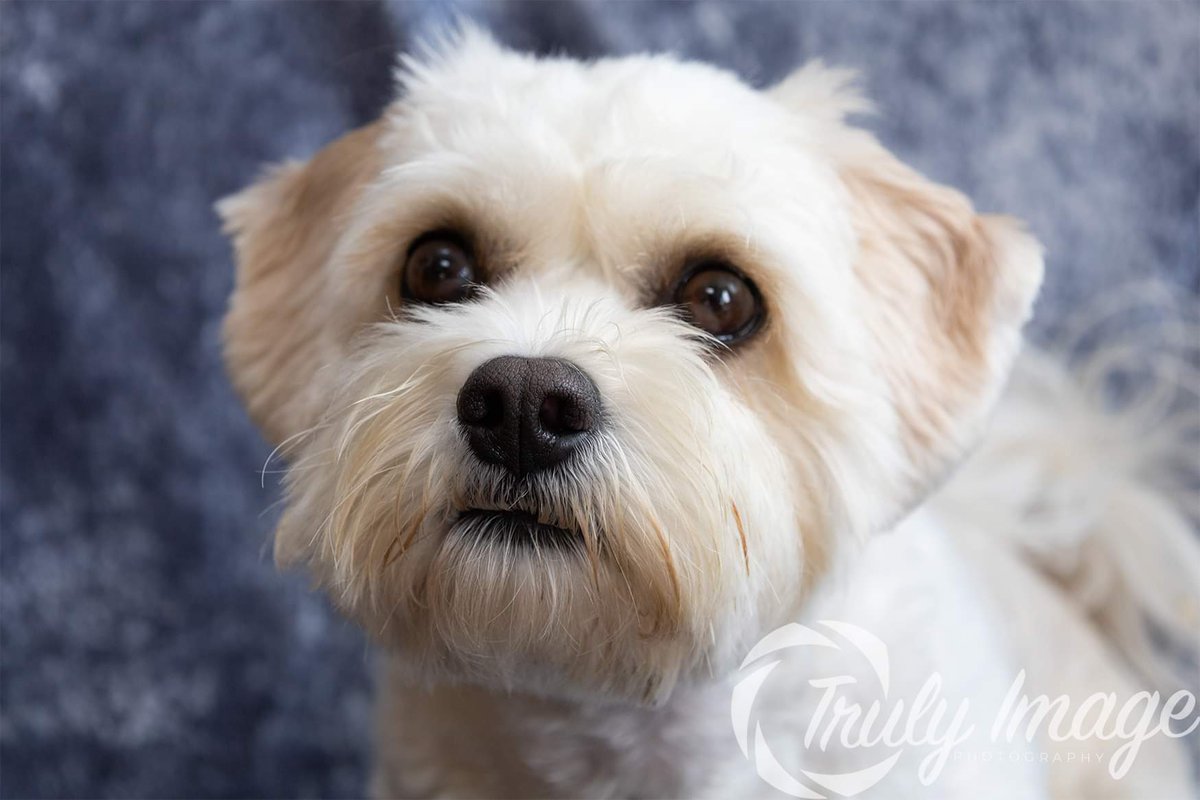TrulyImage's tweet image. Here&apos;s Buddy the Cavachon, he was super excited when the treats came out 😇