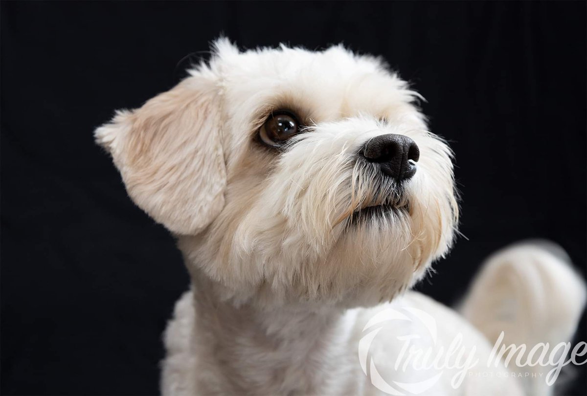 TrulyImage's tweet image. Here&apos;s Buddy the Cavachon, he was super excited when the treats came out 😇