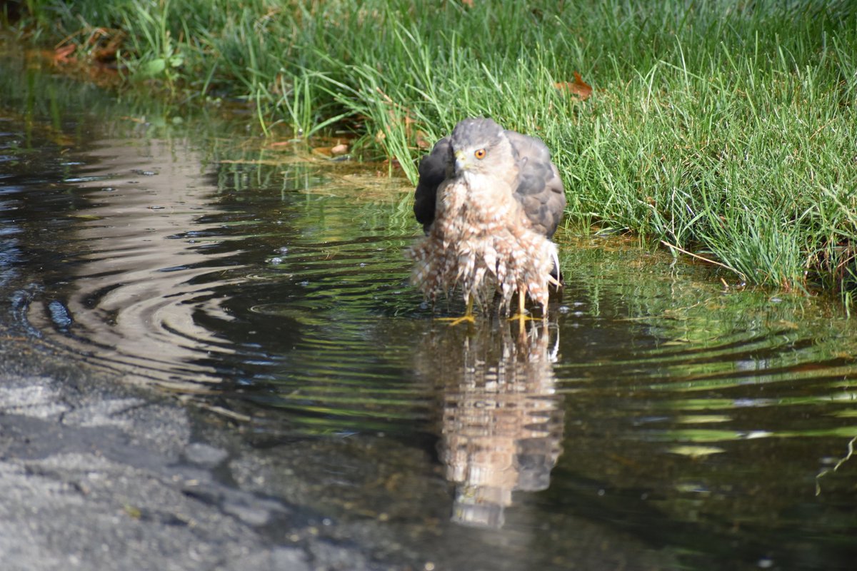 stevieO223's tweet photo. Cooper’s Hawk cooling off from the heat.  We love the reflection in the water.  #ThePhotoHour #BirdPhotography #CapeCodPhotography https://t.co/XGit1NqUZL