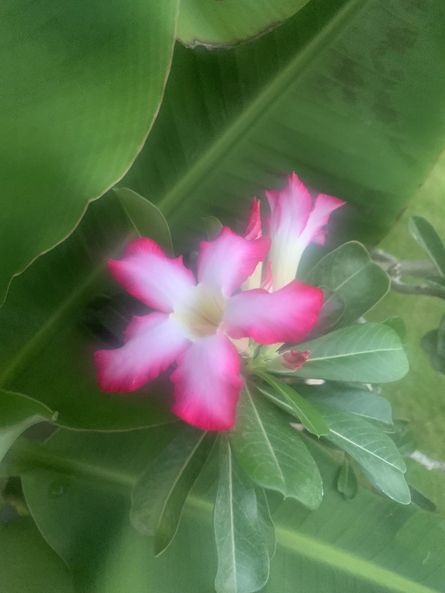 charutndn's tweet photo. @AnulataRajNair https://t.co/gLIcWg9UZ0