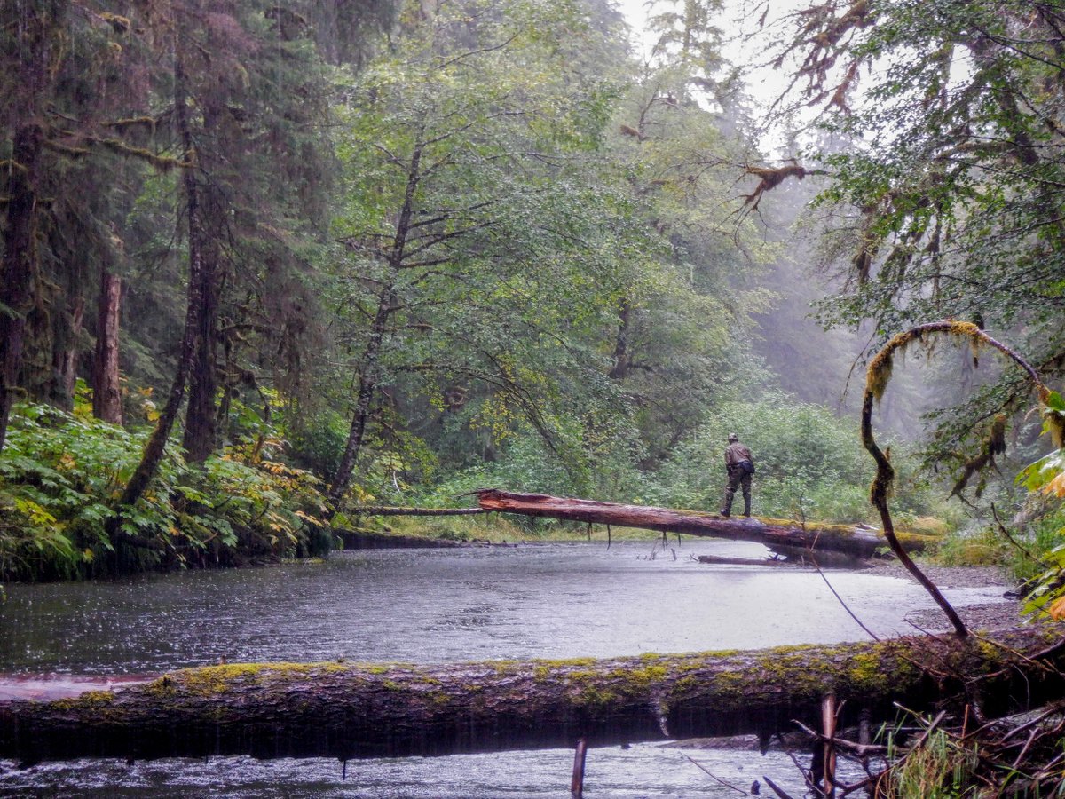Backcountry_H_A's tweet photo. 4/4 Even so, making the Roadless Rule the law of the land would prevent future attempts to undermine roadless protections. Once codified, only a future act of Congress can change the law. #publiclands #publiclandowner #accessourwaters https://t.co/4geMpNyrY1