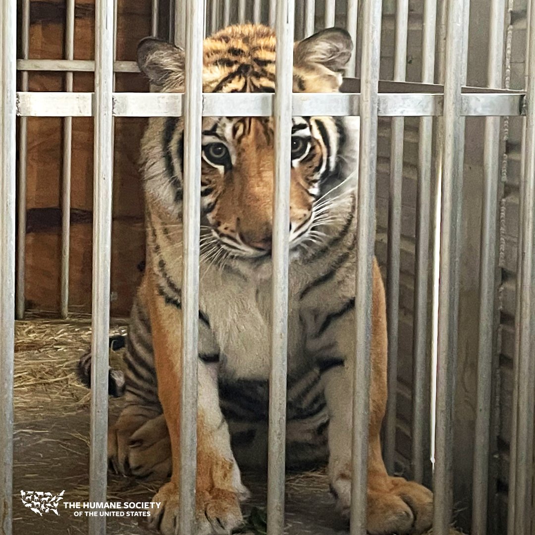BIG NEWS FOR BIG CATS: On Friday, the House passed the #BigCatPublicSafetyAct, which would prohibit keeping them as pets &amp; ban direct public contact with them.

Help keep this great momentum going—Urge your Senators to vote YES on the #BCPSA NOW: hsus.link/ufb6k9