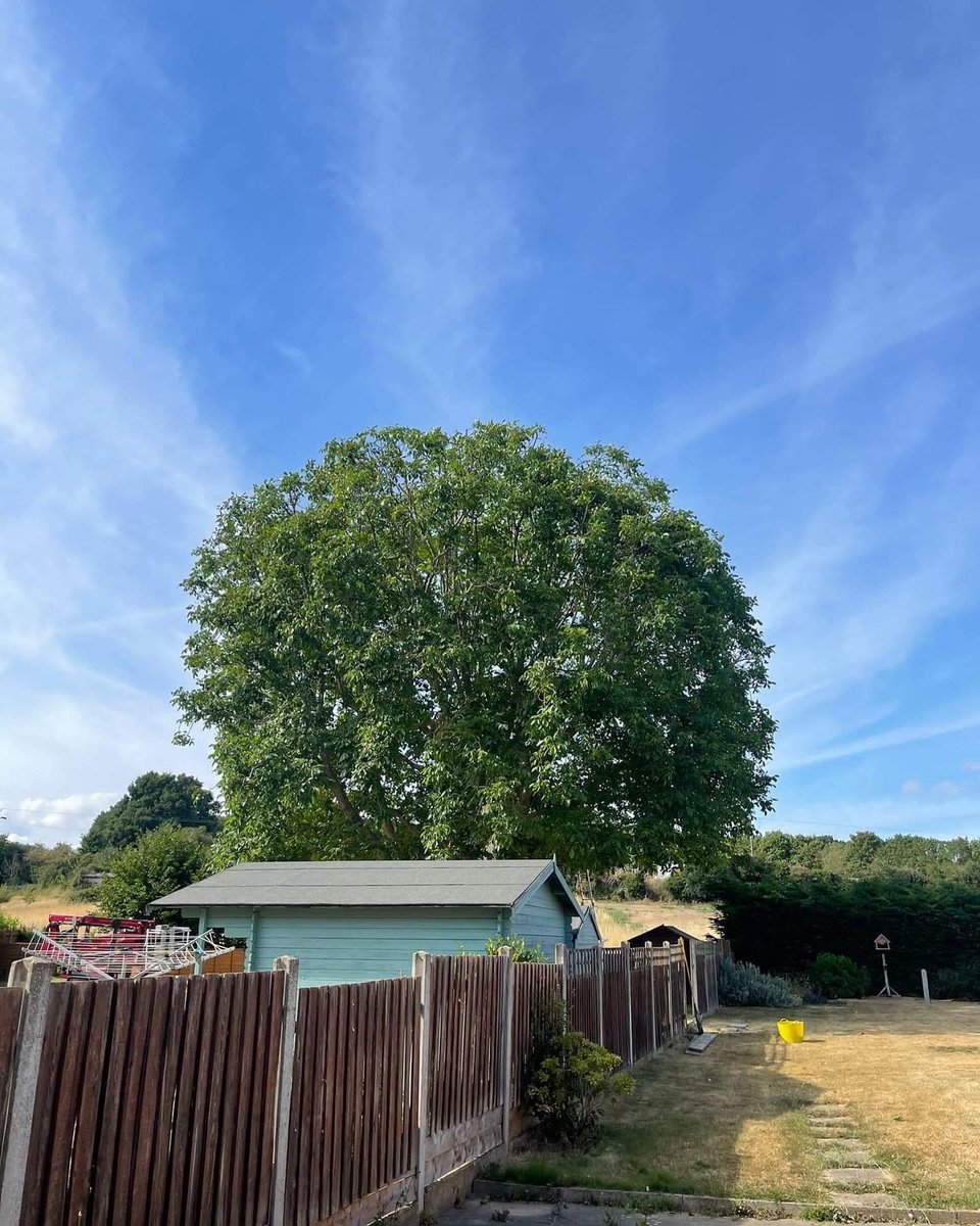 RFTreeSurgeons's tweet photo. Crown reduction on a mature Walnut tree carried out by 1 climber, 1 MEWP operator and 1 groundsman. Walnut trees should only be cut between mid-summer to early-autumn as they are prone to bleeding. https://t.co/hCgDeV6McW https://t.co/zAZZbZjhB2