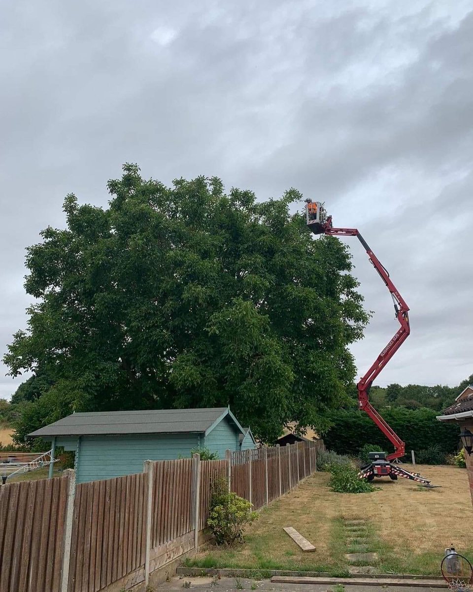 RFTreeSurgeons's tweet photo. Crown reduction on a mature Walnut tree carried out by 1 climber, 1 MEWP operator and 1 groundsman. Walnut trees should only be cut between mid-summer to early-autumn as they are prone to bleeding. https://t.co/hCgDeV6McW https://t.co/zAZZbZjhB2