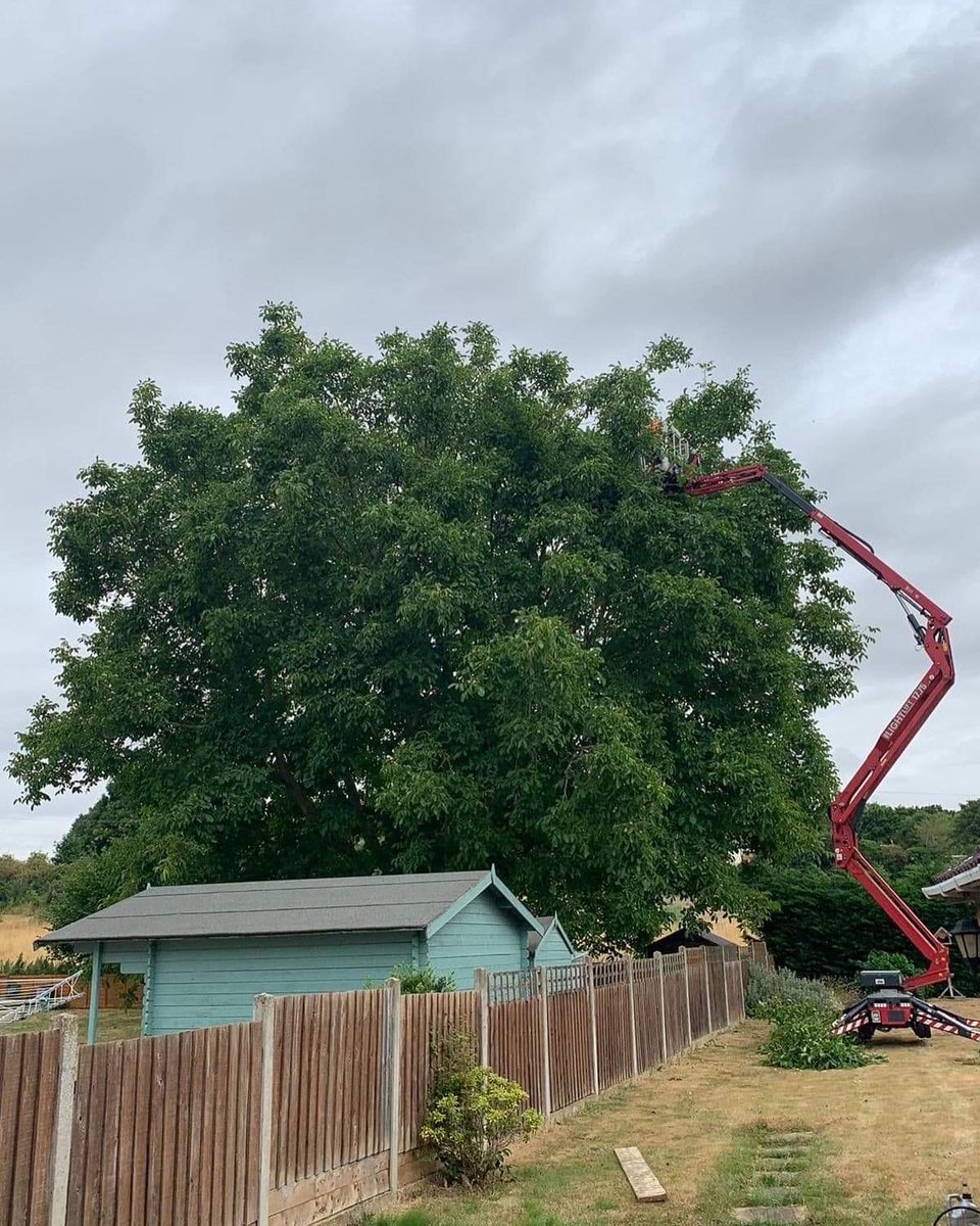 RFTreeSurgeons's tweet photo. Crown reduction on a mature Walnut tree carried out by 1 climber, 1 MEWP operator and 1 groundsman. Walnut trees should only be cut between mid-summer to early-autumn as they are prone to bleeding. https://t.co/hCgDeV6McW https://t.co/zAZZbZjhB2