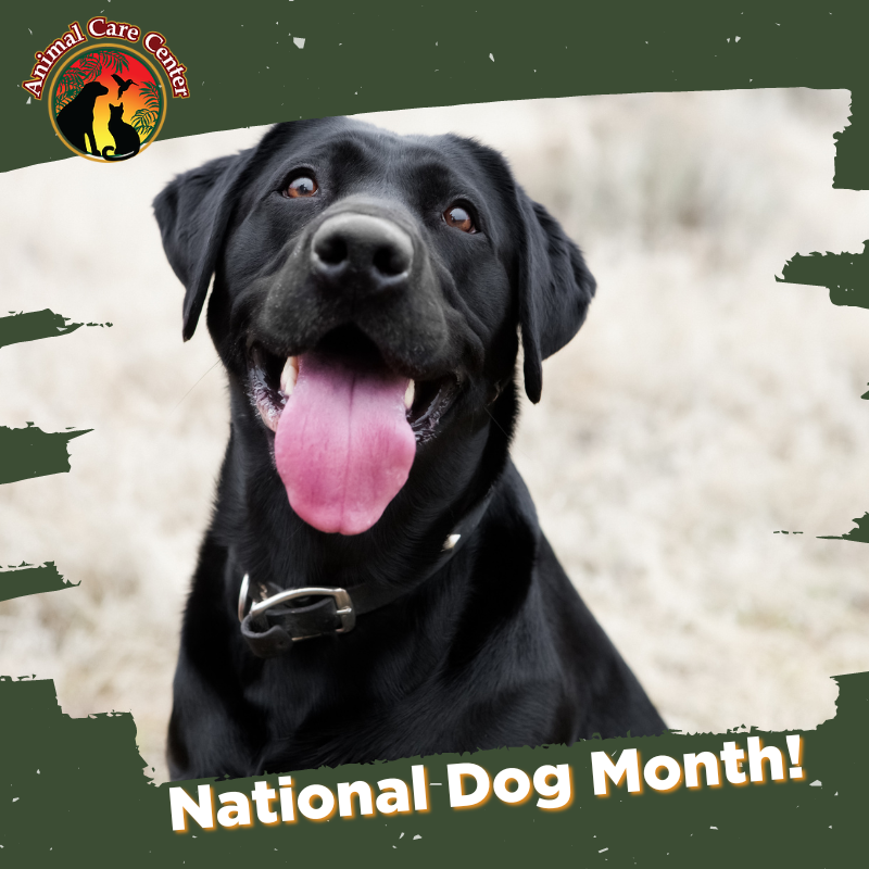 AnimalCareVet's tweet photo. What better time to celebrate our loveable canine pals than smack in the middle of the dog days of #summer?! 🐶❤️☀️ #NationalDogMonth https://t.co/GyvucuV7iq