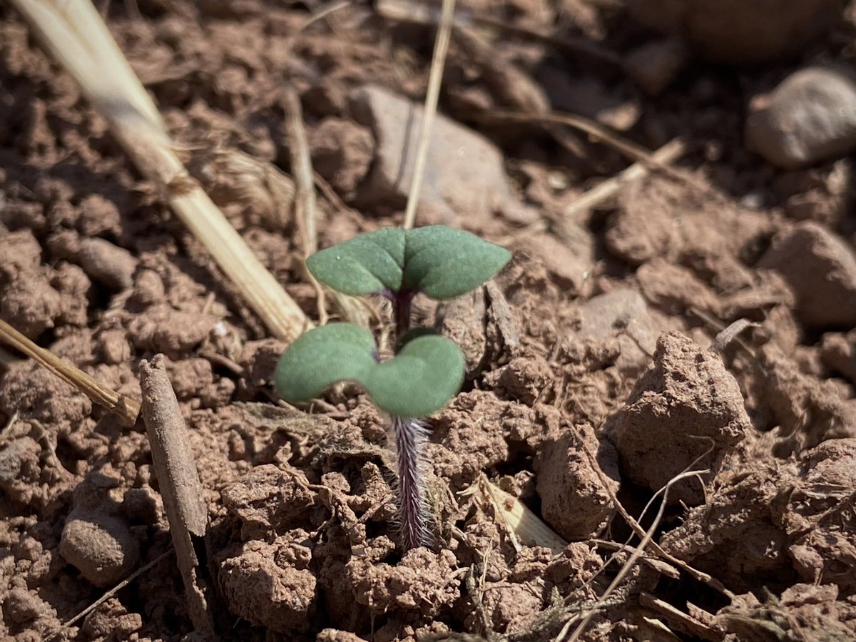Boycefield Herefords tweet media