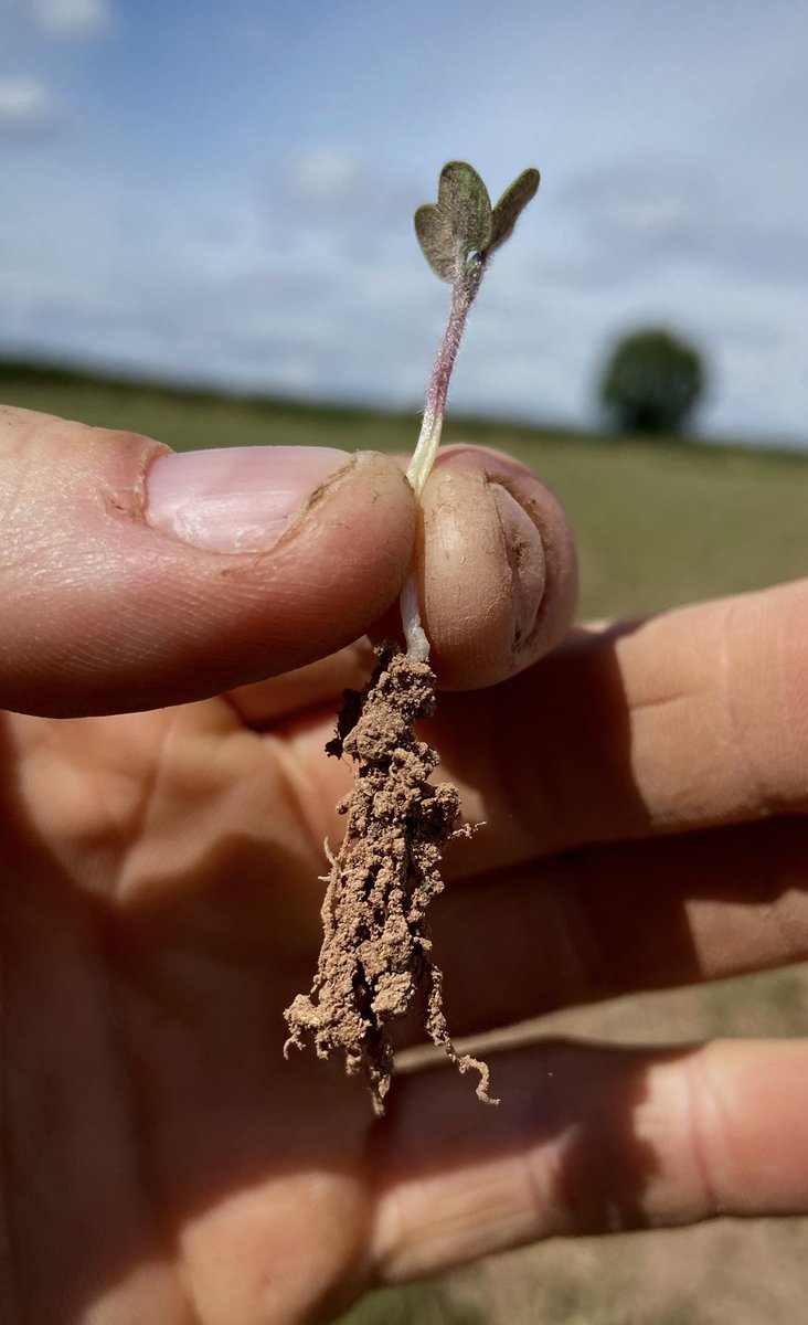Boycefield Herefords tweet media