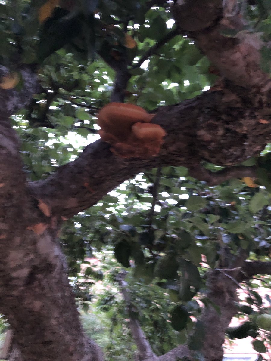 nicabbatt's tweet photo. Is this serious! No idea about fungi? On a lovely apple tree at my parent’s😕 #fungi https://t.co/0rTKFI6UxO