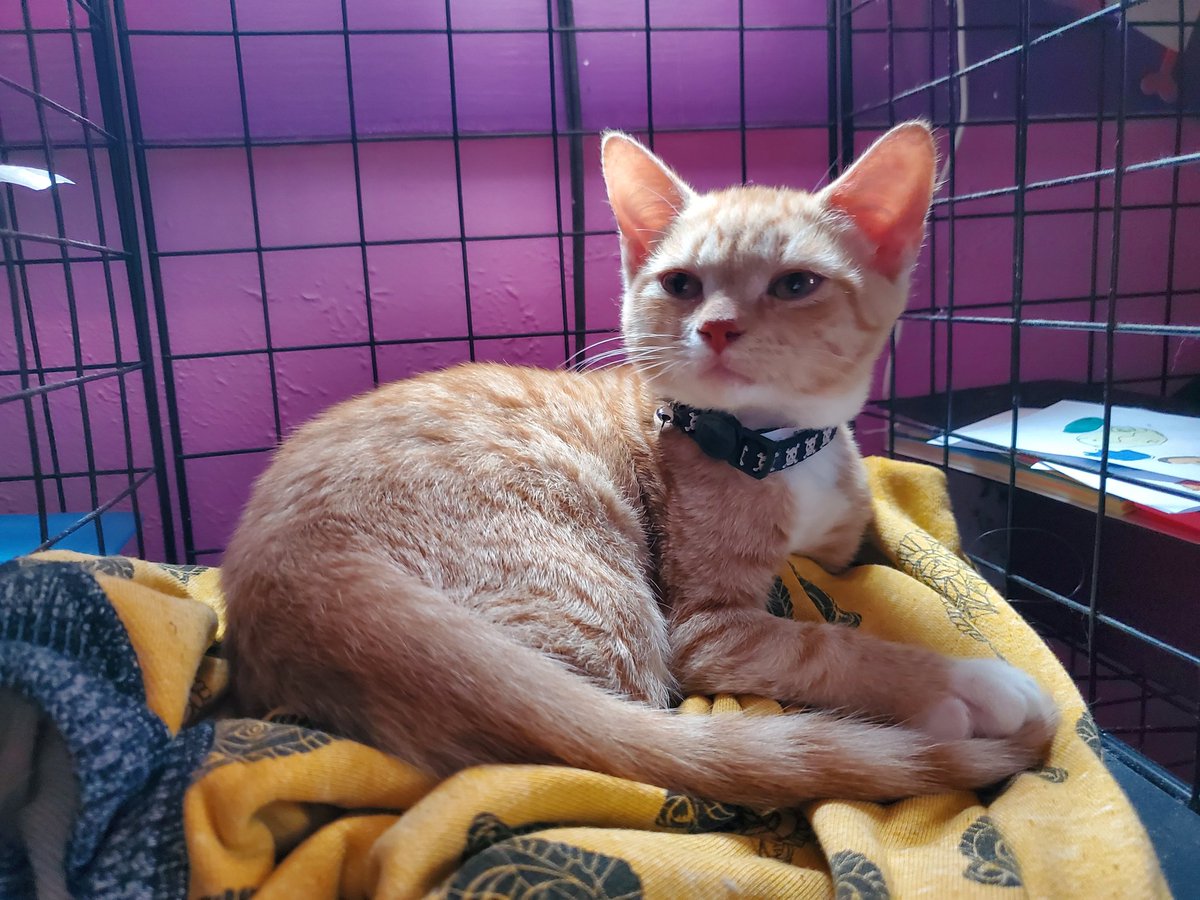 Leigh Cowart tweet media