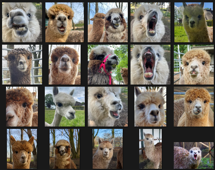 jhackthamburg's tweet photo. Ein völlig normales Foto-Album während der Vorbereitung einer #jugendhackt Veranstaltung. 
Wenn du erfahren möchtest, was diese wunderbaren Kreaturen mit Interesse an Technik gemeinsam haben, melde dich jetzt an https://t.co/CZjms5HDNu https://t.co/OZNL4sKaDd