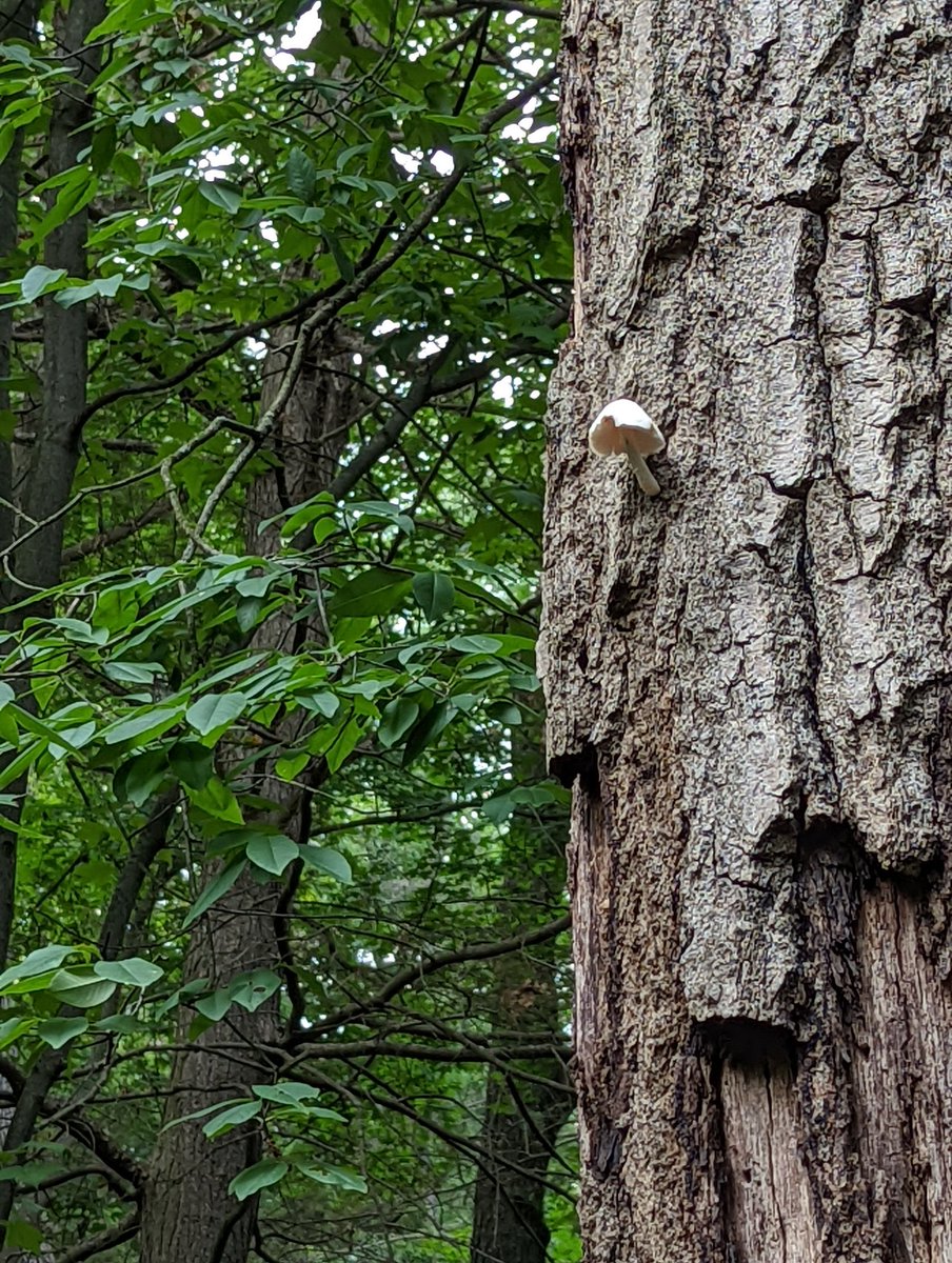 Celadon_kate's tweet photo. Stopped and stared
At little mushroom
High up on the tree
#mood #walking #highparkTO https://t.co/C07QAUlz52