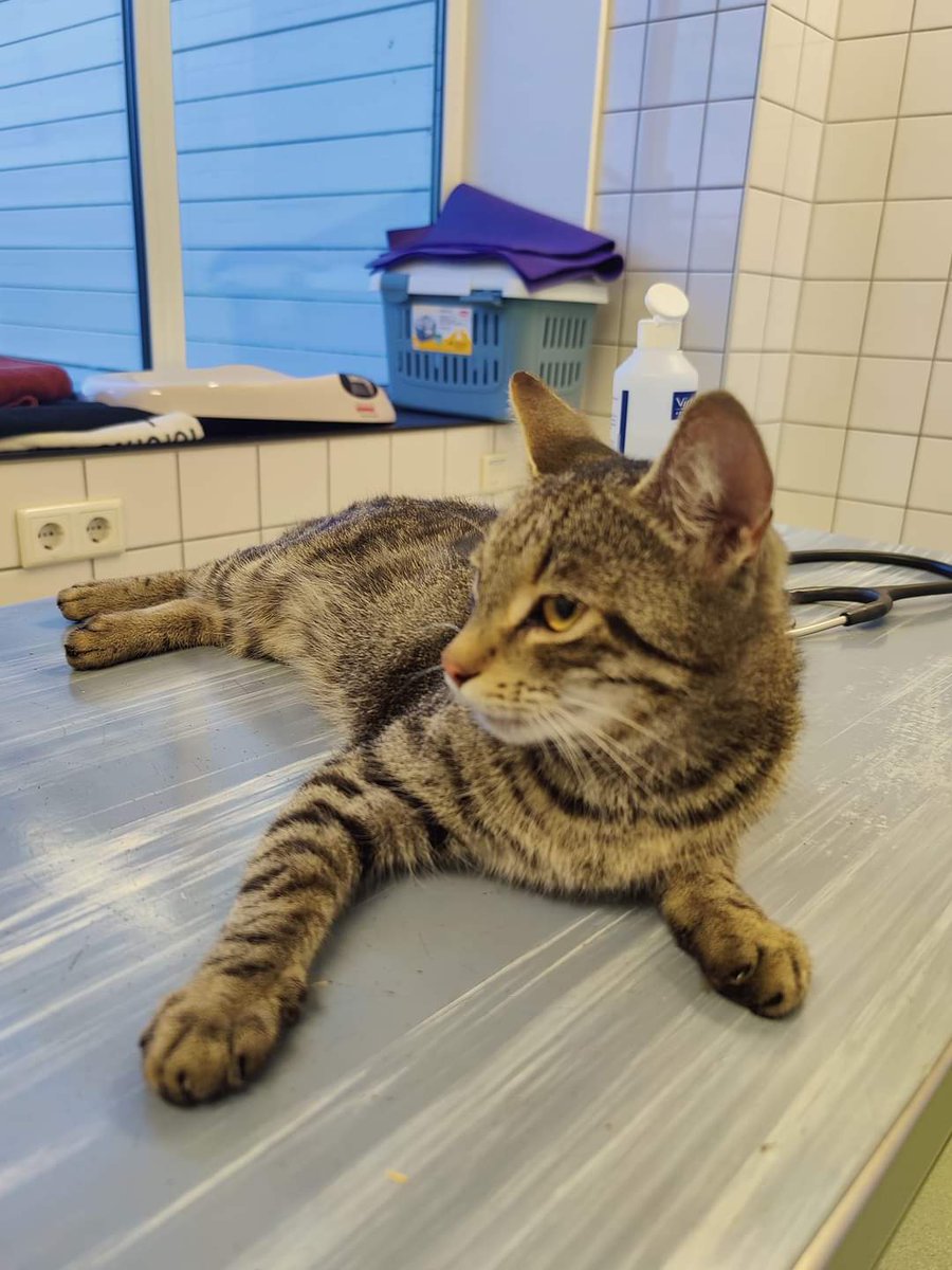 Met spoed opzoek na een aanrijding. De eigenaar van deze poes. Aangereden op de royaard van den hamkade in #Utrecht . Kent u of bent u de eigenaar, bel ons op 0654772700
