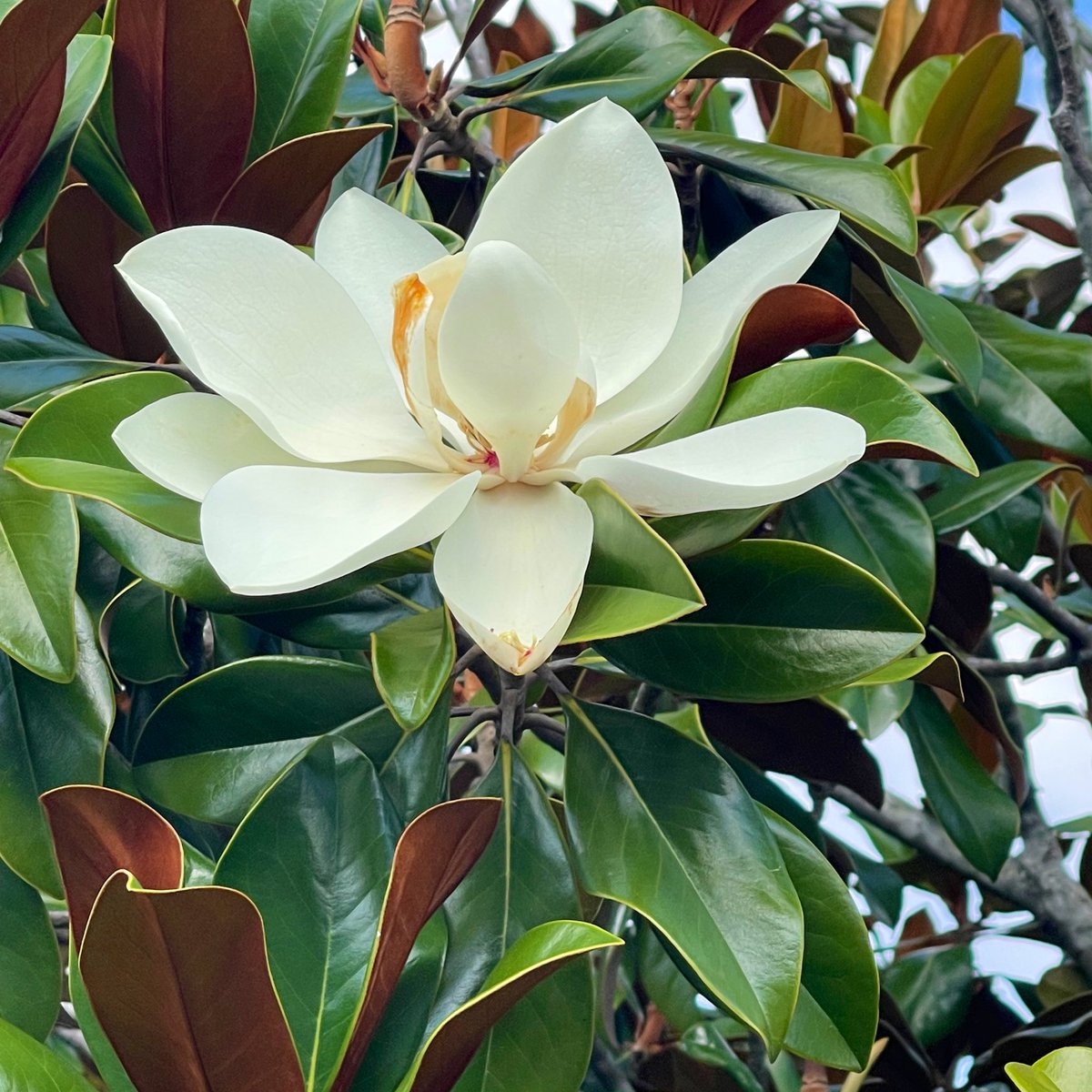 Alecia | Leisure Lambie tweet media