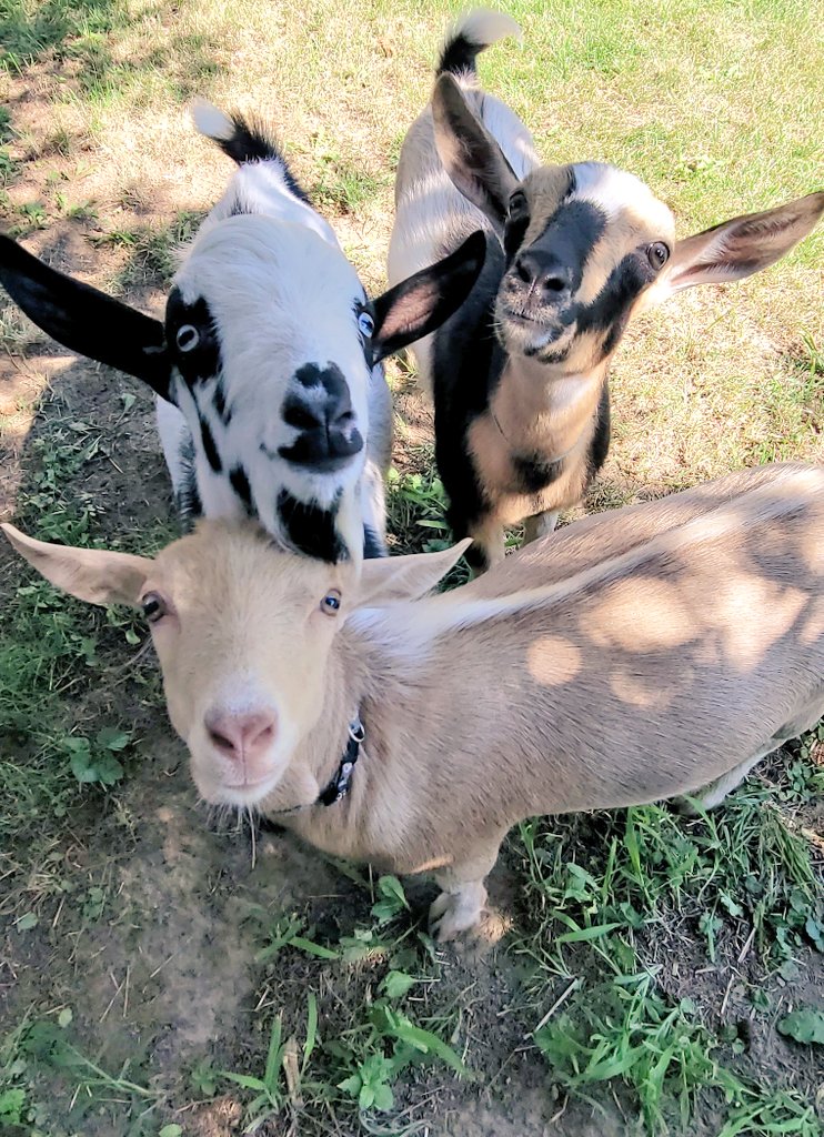 WinstonThatche4's tweet image. Have a good week everyone!🥰