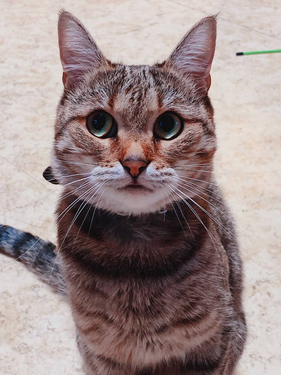 yPredictT's tweet photo. Ладно, Тбилиси,поретвитьте пожалуйста 
Пропала моя любимая котодочь по кличке Сэм. Предположительно выбежала из квартиры в районе 9-10 вечера, Ваке, Палиашвили 47. Она оч трусливая поэтому вряд ли могла уйти далеко. На шее залысинка от ошейника, на ушах кисточки. https://t.co/6WL9ULPxAX