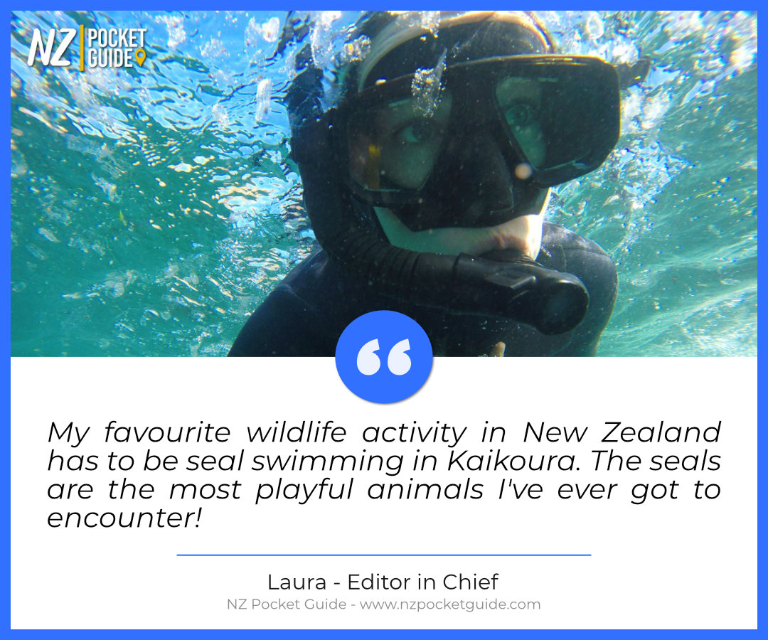 BPKGuide's tweet image. My favourite wildlife activity in New Zealand has to be seal swimming in Kaikoura. The seals are the most playful animals I've ever got to encounter!
💚 Like if you agree!
#nzmustdo #newzealand #nzpocketguide #nztravel #nztraveltip Kaikoura NZ Tourism Seal Kayak Kaikoura