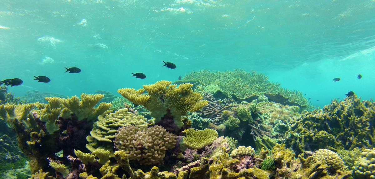 USGSCoastChange's tweet photo. New models developed with @USGS can help conservation efforts worldwide by locating #CoralReef “oases” - providing new hope for #coral communities in a changing #ocean.

Learn more: https://t.co/5UbLjPdncu

Read the paper: https://t.co/n8zLfqHOVE https://t.co/YvzyWa5bhx