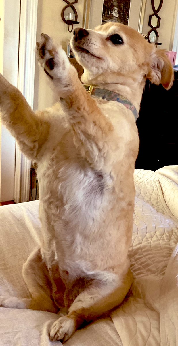 KurtSchlichter's tweet photo. Bitey supports @Eric_Schmitt! https://t.co/VcjtC71ED8