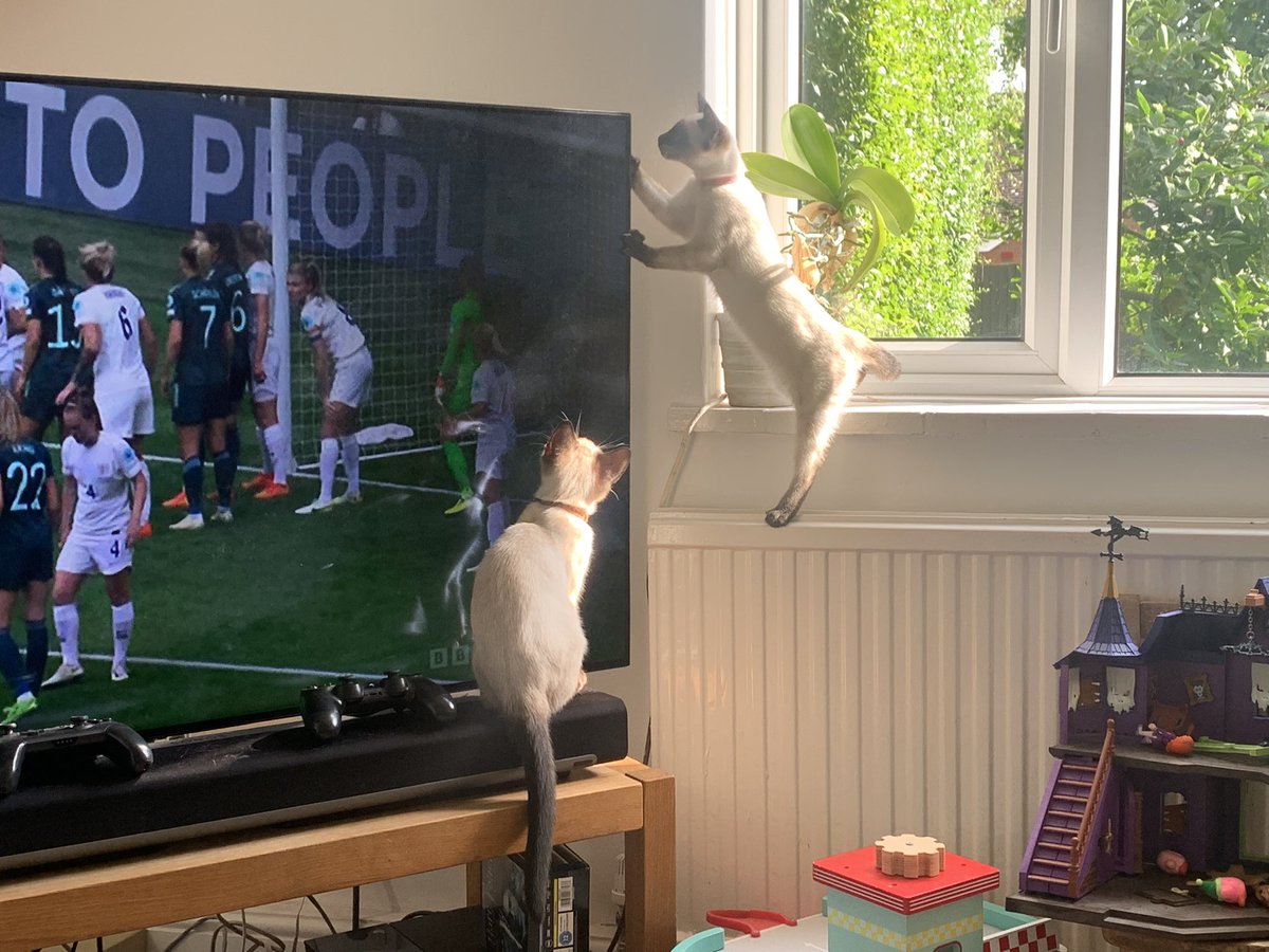 Kittens aspiring to be lionesses?
#Lionesses #bbcsport #FootballCameHome #womansfootball #bbc #WEURO2022