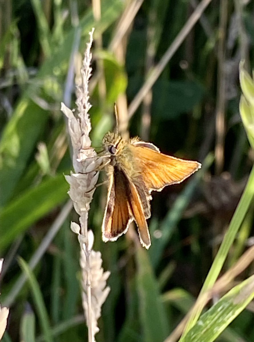 Zwartsprietdikkopje #Thymelicuslineola #avondzon #kleintje #summerevening 🦋☀️