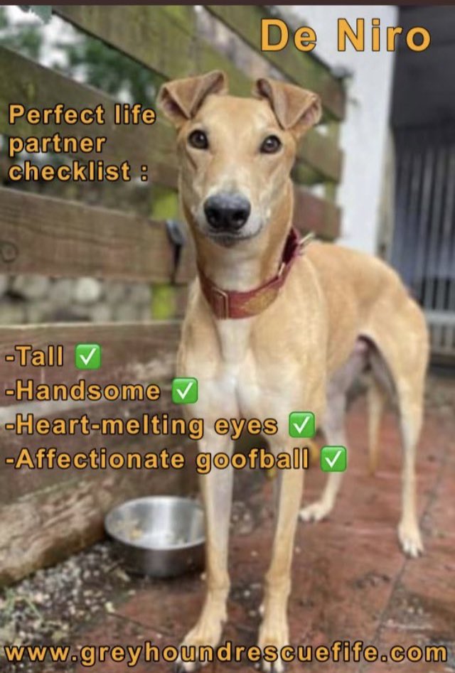 De Niro is still looking for his #FureverHome A handsome,fawn lad who is laid back &amp; a dream to walk on a lead. Nothing phases this gorgeous boy, a chilled out dude😎 More info  greyhoundrescuefife.com or call Celia  on 07826 244765 #K9hour #AdoptDontShop #AdoptAGreyhound 🐶🤞🏽🧡