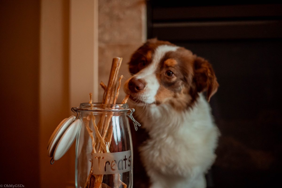 OhMyGSDs || OMyAussie tweet media