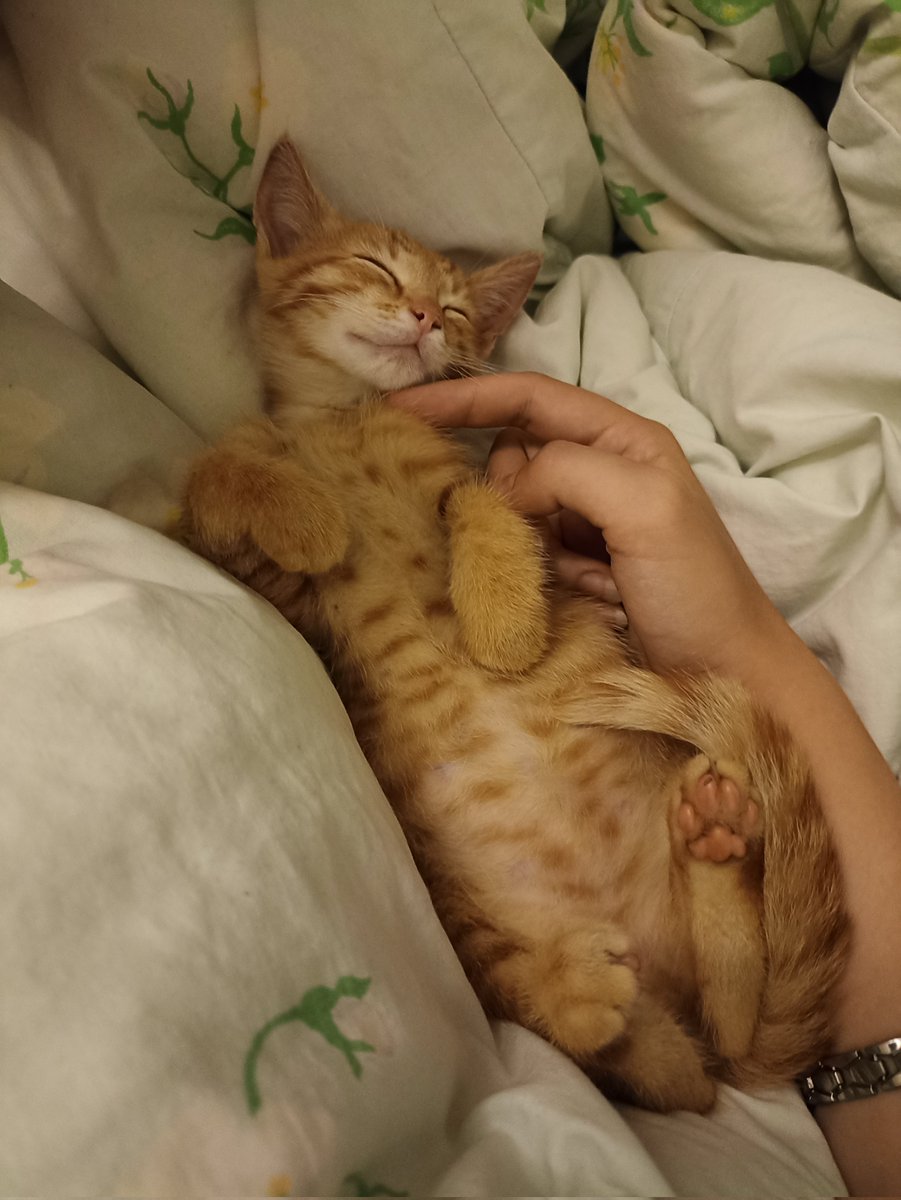 noarmill's tweet photo. Мы взяли котика!!! Назвали Шанксом, теперь наше дитятко. 
(Всё в порядке он просто спит как убитый.) https://t.co/SxSVLAFwSb