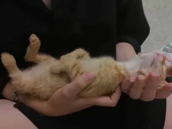 noarmill's tweet photo. Мы взяли котика!!! Назвали Шанксом, теперь наше дитятко. 
(Всё в порядке он просто спит как убитый.) https://t.co/SxSVLAFwSb