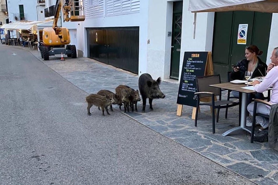HugoScoccia's tweet photo. Un jabalí acaba de atacar a una niña pequeña en el paseo de Cadaqués. Le ha mordido la pierna. Policía i ambulancia en el lugar. Se debe hacer algo con esta plaga. https://t.co/iVHyqB9pJn
