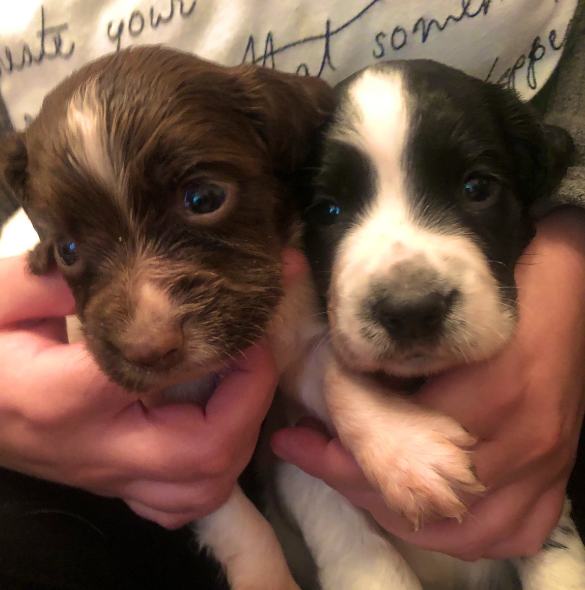 ryan_oconnor89's tweet photo. In few short weeks these two little rascals will be home with us! 😱 🐶 ✨ 

#Sprocker #Puppies https://t.co/8KnSiPPipP