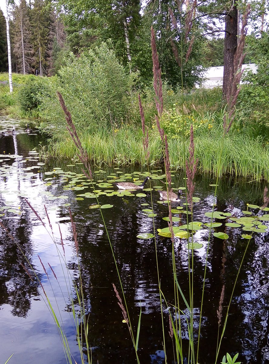 JuuHeikki's tweet photo. Taas tarjosi luonnonkaunis Valkeakoski parastaan. Työväen Musiikkitapahtuma 50 vuotta 27.-31.7.2022 🎶😊#Valkeakoski, #Valmu https://t.co/hs1rmjn2j0