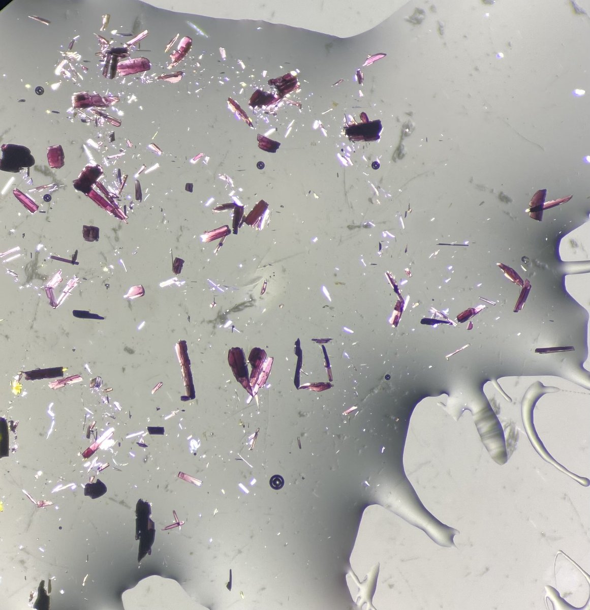 🥹💜🪩 they’re becoming sentient (je t’aime aussi)