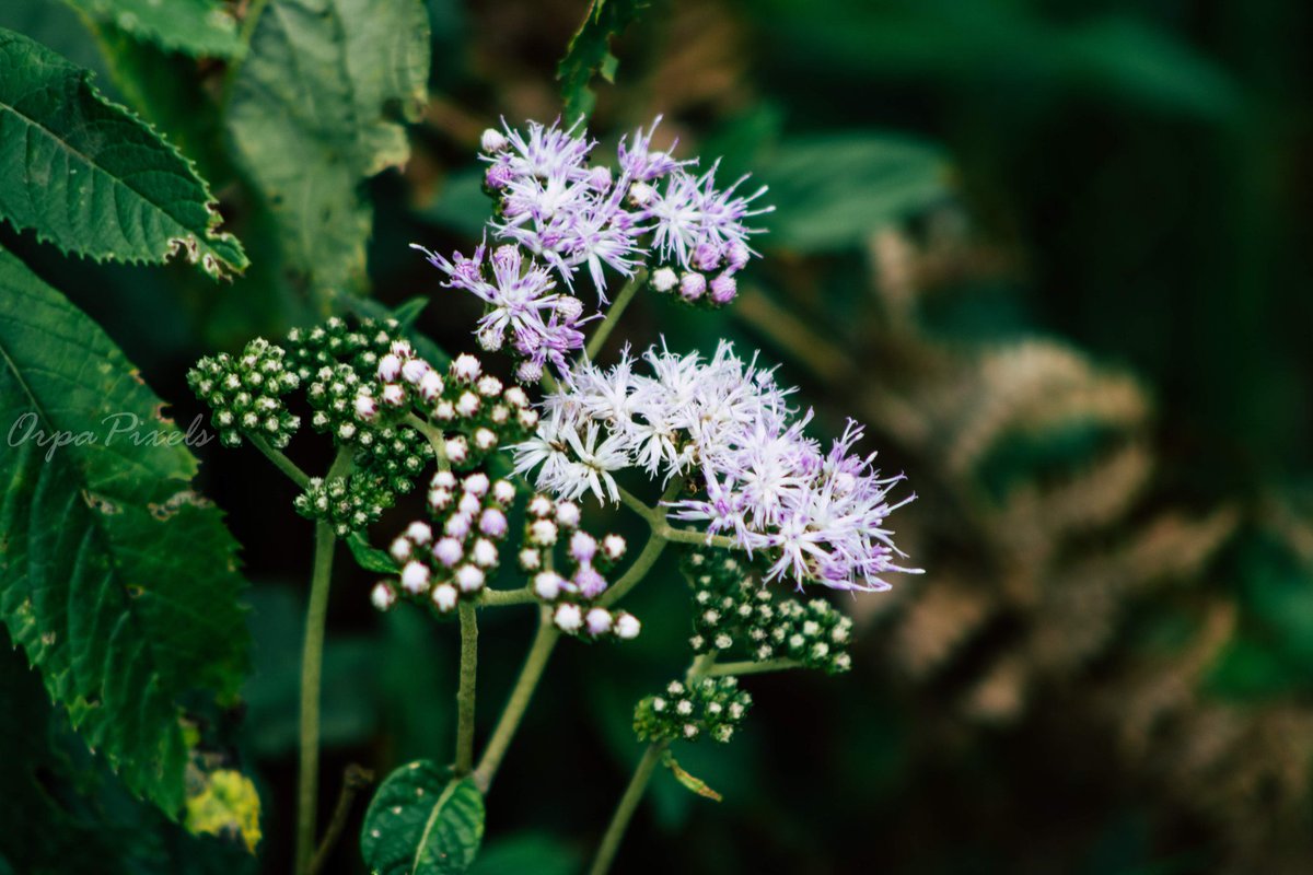 _fifiFiona_'s tweet photo. Some gems i took when i went hiking at #CastleForest https://t.co/Qn70vU7Dtq