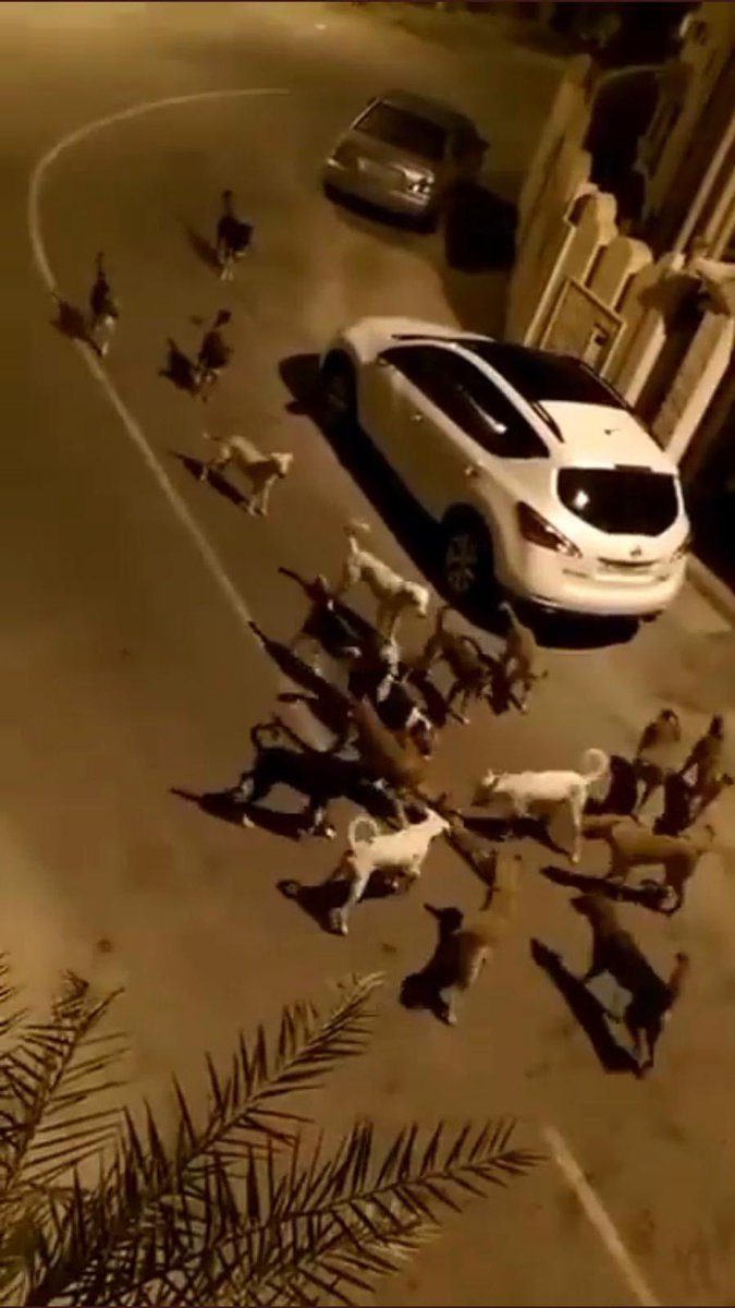 Bir arkadaşım yollamış bu fotoyu.

Şaka gibi ama resmen #başıboşköpekler teslim almış şehirleri!

Kim;”Korkusuzca yürürüm şu sokak köpekleri çetesinin olduğu sokakta!” diyorsa el kaldırsın.

Hepsine madalya verelim👏👏👏