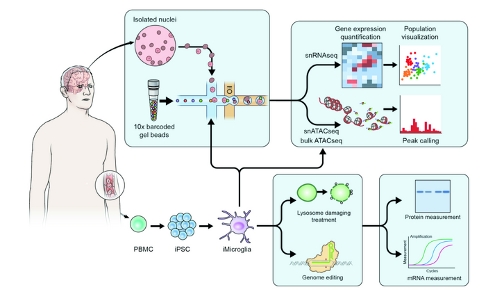 ScienceTM's tweet photo. New experiments from Langston, @MarkRCookson1, and colleagues reveal that #microglia may explain how noncoding mutations in #LRRK2 raise the risk of #ParkinsonsDisease, despite expressing the gene less than other cell types. @NIHAging @SingletonNeuro https://t.co/AQzXlOSAOL https://t.co/eXadyXPGPJ