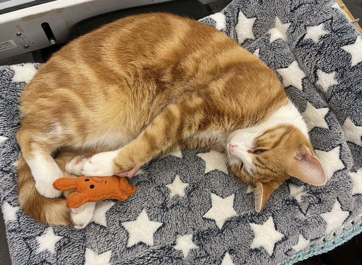 Night night sweet dreamies 

When night falls, allow yourself to feel at peace. 
You did your very best all day, now you deserve to rest. 

#cats #CatsofTwittter #catsoftwitter