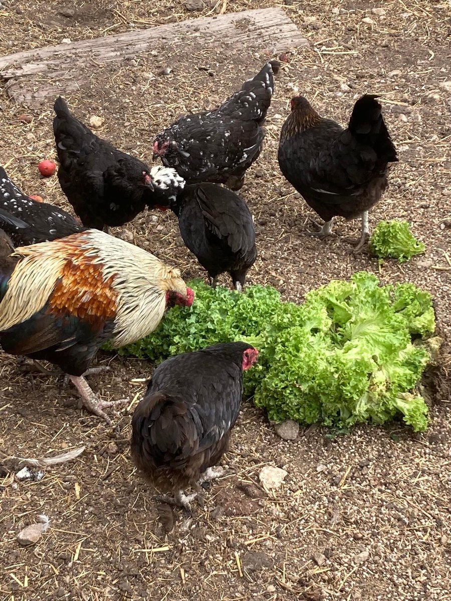 PaulaWarrener's tweet photo. Nothing goes to waste @FourfieldsSc garden. Today was about donating our overgrown lettuce to the MerryLegs Animal Sanctuary.  Happy Chickens and a Turkey. 👩🏼‍🌾
@RHSSchools https://t.co/SnWrleuNUz