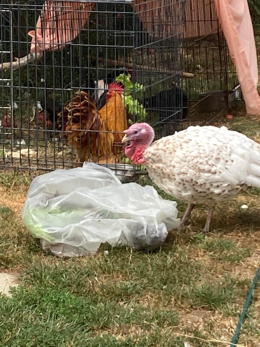 PaulaWarrener's tweet photo. Nothing goes to waste @FourfieldsSc garden. Today was about donating our overgrown lettuce to the MerryLegs Animal Sanctuary.  Happy Chickens and a Turkey. 👩🏼‍🌾
@RHSSchools https://t.co/SnWrleuNUz