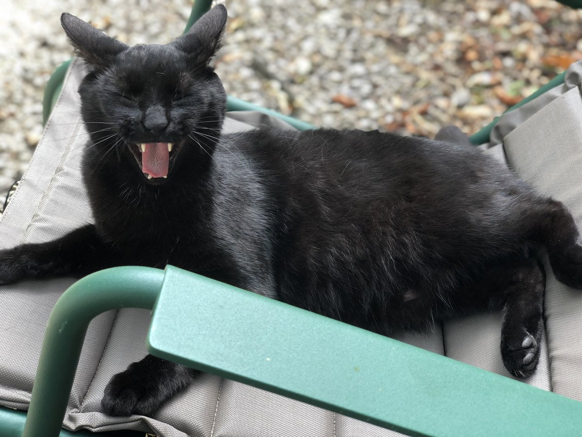 AmbassacatBXL's tweet photo. @MrMoustacheCat @JoyOfCats @TeddyandBertie @TobiasandJasper @ShadowsWhiskers @Rosie_cat28 @ParkerPrettycat @LolaKittySLC @JoviLifer @CatsofKelsters Mum has gone like a stalker saving all the #mogyog photos to her phone 🙀😹❤️May I make my humble contribution @MrMoustacheCat? #facisl pose https://t.co/Q2fnmIOITE
