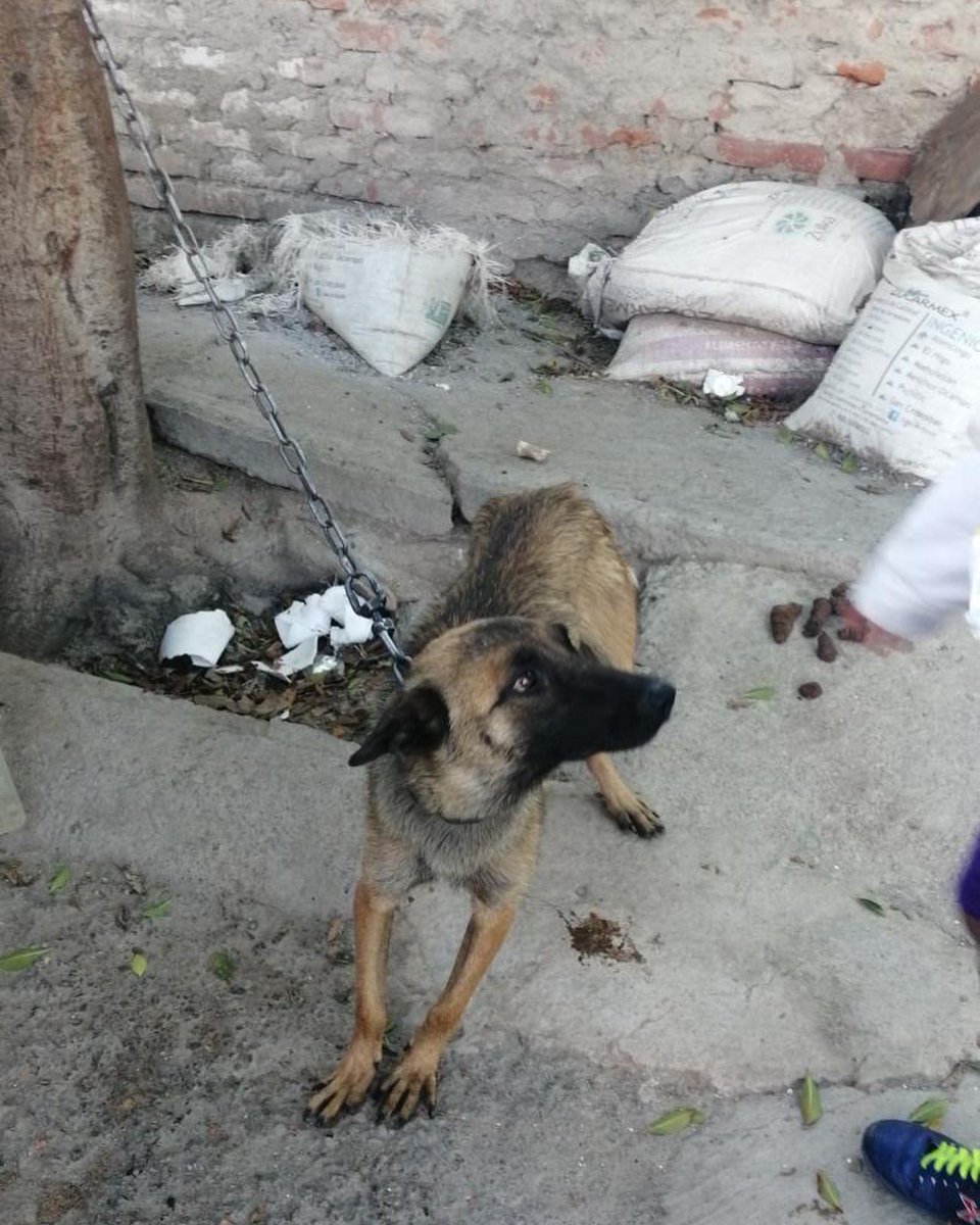 “Hola, yo soy Ratón. La señora que a veces me da de comer contactó a Alina porque me escucha llorar mucho. Es que vivo aquí amarrado con esta cadena a mi cuello todo el tiempo. Apenas y puedo acostarme. Todos mis días los paso aquí, desde que tengo memoria. No entiendo qué hice