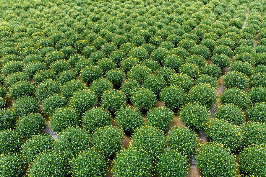 MetrolinaGreenhouses tweet media