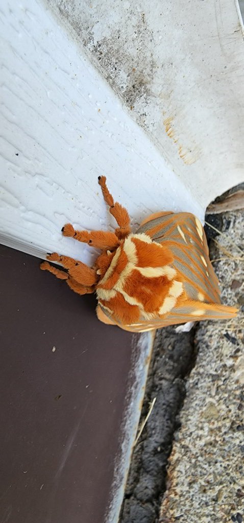 Jeffrey Hoffman (@calsdtech) on Twitter photo Never a lack of learning experiences @ CALSD. The Regal Moth or Royal Walnut Moth (Citheronia regalis), largest of North American moths, has graced us with its presence. Spectacular indeed! @RachelKNagy <a href="/laurajacob/">Laura Jacob</a> <a href="/HeatherN1974/">Heather</a> <a href="/RachelSawyers4/">Rachel Sawyers</a> Never a lack of learning experiences @ CALSD. The Regal Moth or Royal Walnut Moth (Citheronia regalis), largest of North American moths, has graced us with its presence. Spectacular indeed! @RachelKNagy <a href="/laurajacob/">Laura Jacob</a> <a href="/HeatherN1974/">Heather</a> <a href="/RachelSawyers4/">Rachel Sawyers</a>