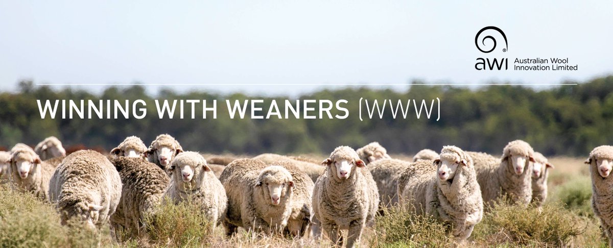 AWIExtensionNSW's tweet photo. 🚨FINAL CALL FOR WINNING WITH WEANERS - COOTAMUNDRA!

🐑 Winning With Weaners - Cootamundra
Friday 5th August - Cootamundra Ex-Servicemens &amp; Citizens Memorial Club
REGISTER AT LINK BELOW: 👇
https://t.co/7mcS0hqHe1

#Winningwithweaners #SCNSW https://t.co/RpMx33mRYG