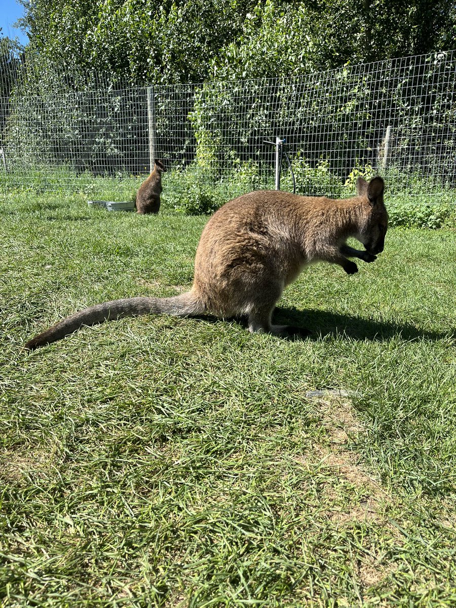 Last day in Kelowna and spent it with some new friends 🦘🦜🐖